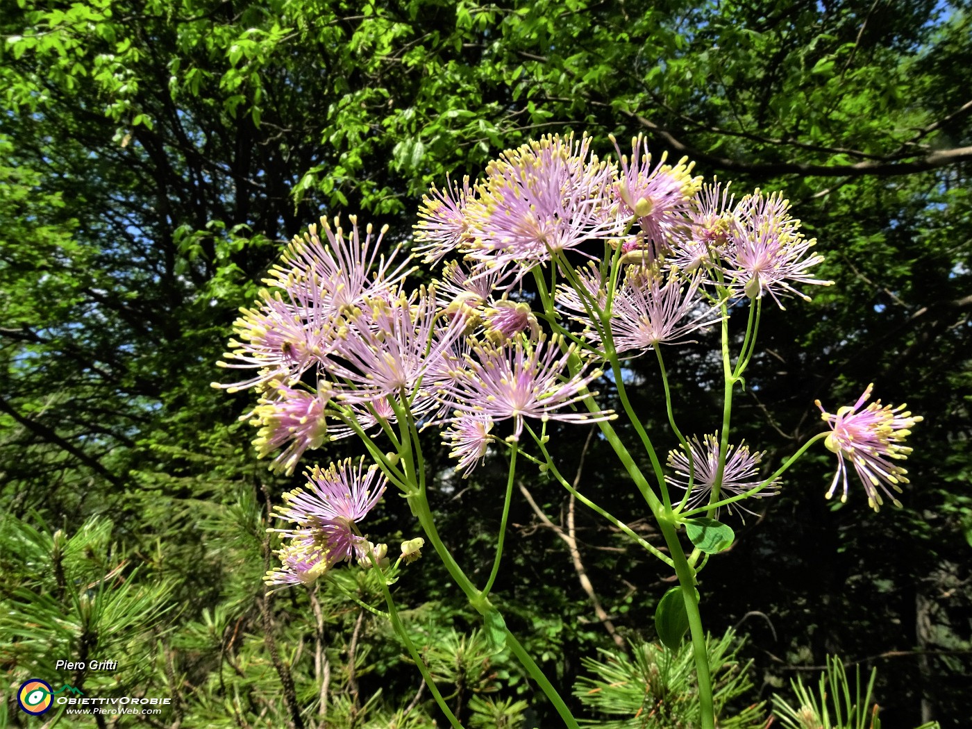 57 Thalictrum aquilegifolium  (Pigamo colombino) nel bosco.JPG